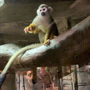 Meet your Posher, Dillon